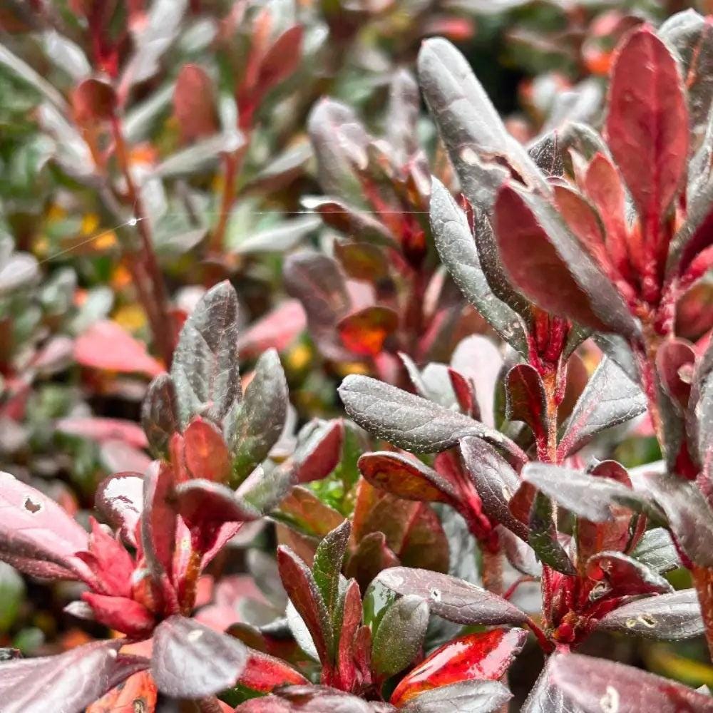 Azalea Johanna bush, vibrant flowering shrub from GoBuyPlants® with lush green leaves and colorful blossoms.