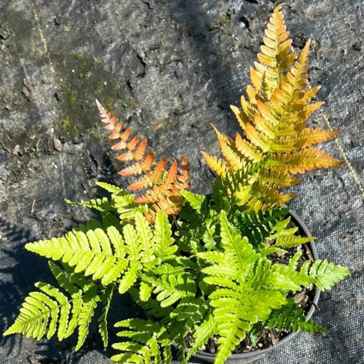 GoBuyPlants® Fern-D. Brilliance Autumn bush with vibrant fall foliage and lush green leaves, ideal for outdoor garden decoration.