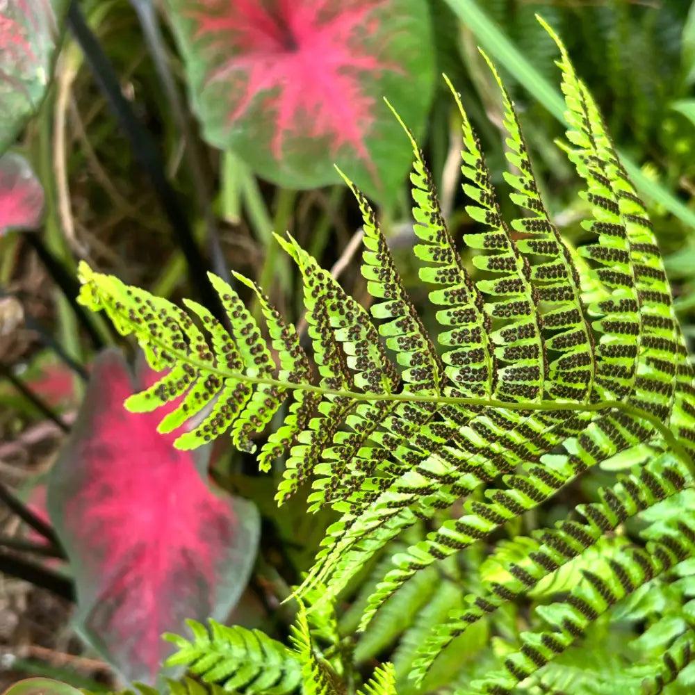 GoBuyPlants® Fern-D. Brilliance Autumn bush with vibrant autumn foliage, showcasing colorful leaves in a natural outdoor setting.