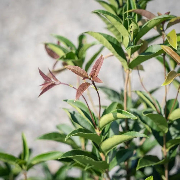 Osmanthus fragrans bush with lush green leaves, vibrant flowers, and dense foliage, grown by GoBuyPlants® for gardens and landscapes.