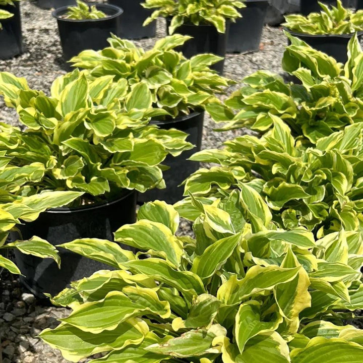 Close-up of a Hosta Sun bush from GoBuyPlants® showcasing lush green leaves and vibrant foliage in a garden setting.