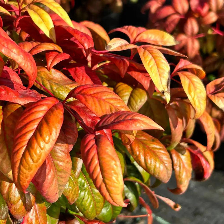 Nandina Firepower bush from GoBuyPlants® showing vibrant red and green foliage, ideal for landscape and garden decoration.