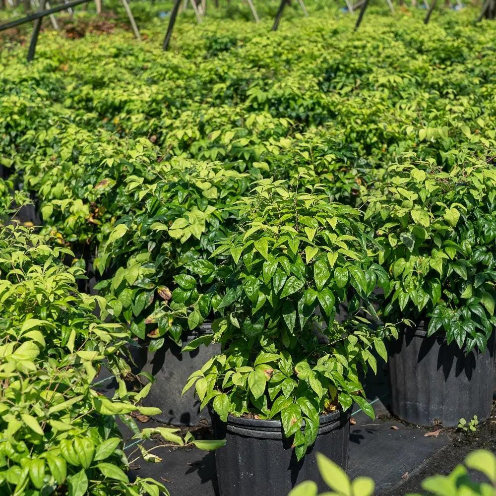 Nandina Firepower shrub from GoBuyPlants® showcasing vibrant red foliage and lush green leaves, suitable for landscape gardens.