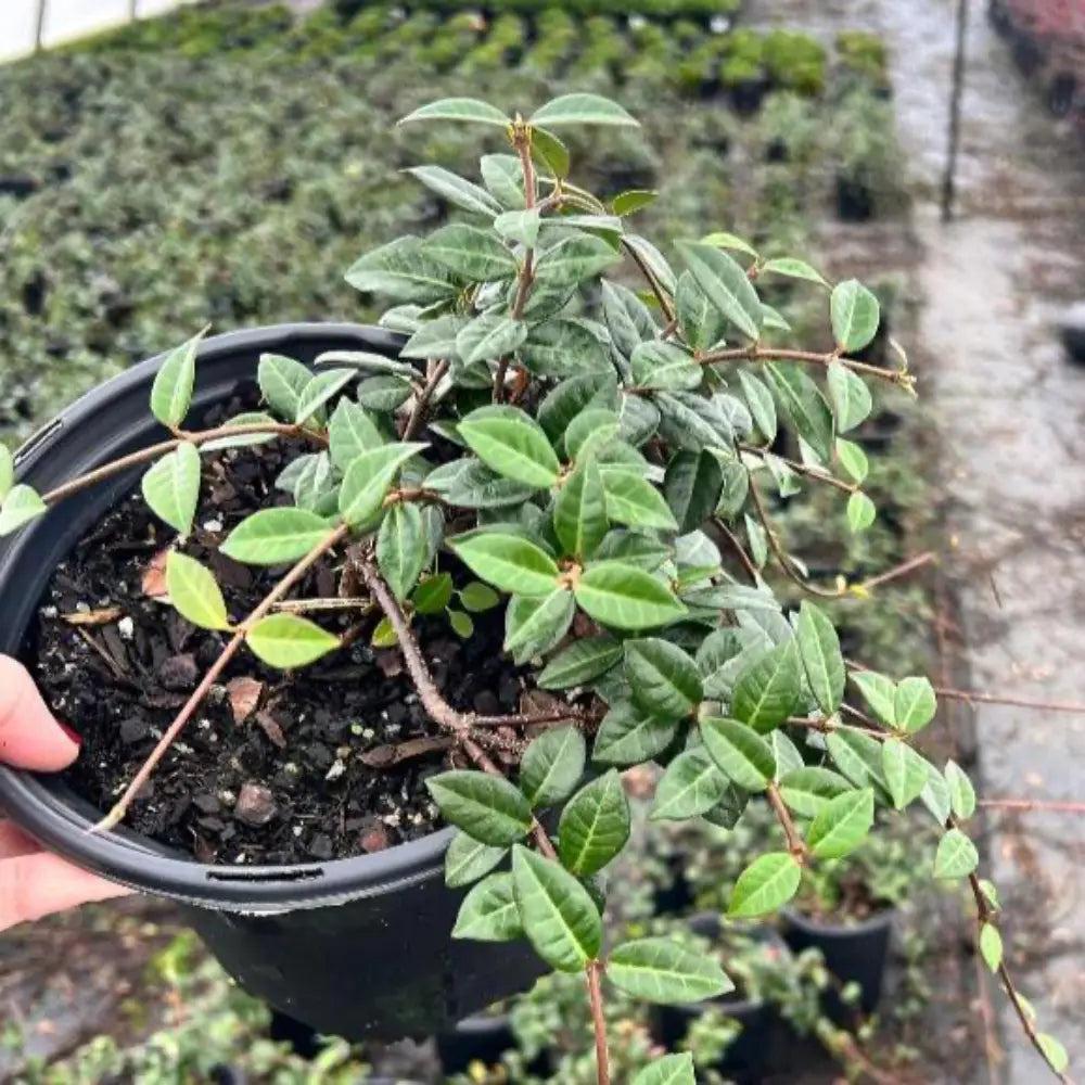 GoBuyPlants® Jasmine Asiatic bush with lush green foliage, ideal for garden landscaping and decorative planting.