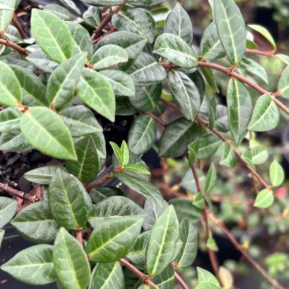 Healthy Jasmine Asiatic bush with lush green foliage, cultivated by GoBuyPlants®, ideal for garden decoration and landscape.