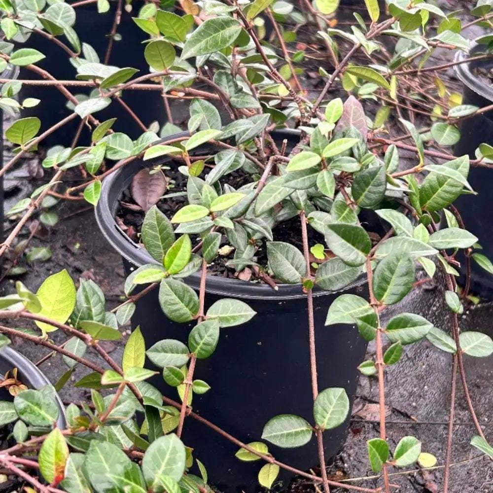 Jasmine Asiatic bush with lush green foliage, flowering branches, and vibrant white jasmine blossoms, planted outdoors.