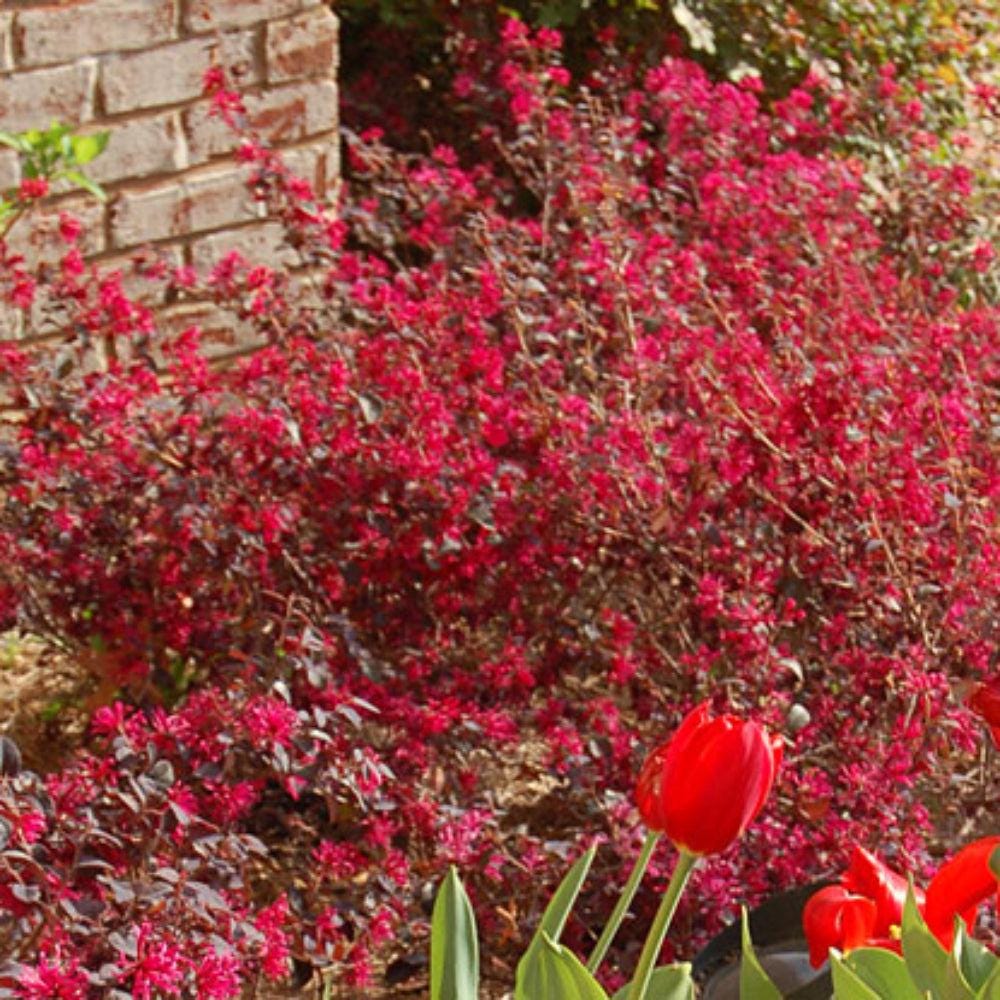 Loropetalum Ever Red® bush with vibrant red foliage, showcasing dense, leafy branches perfect for landscape decoration.