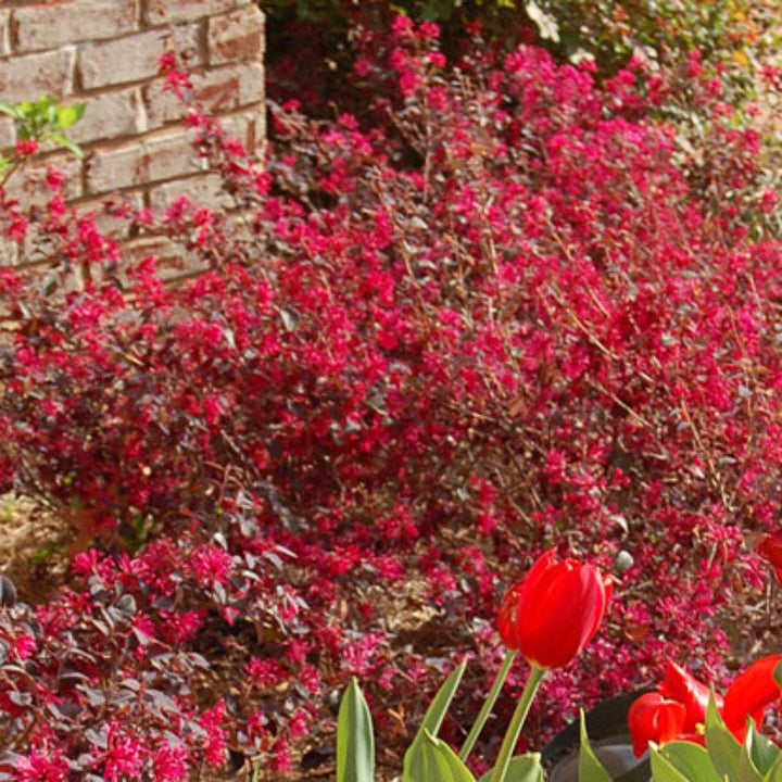 Loropetalum Ever Red® bush with vibrant red foliage, showcasing dense, leafy branches perfect for landscape decoration.