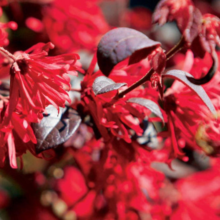 Loropetalum Ever Red® bush with vibrant red foliage and delicate pink flowers, showcasing lush green leaves and a compact growth habit.