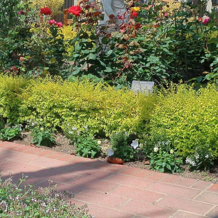 Bright yellow Ligustrum Sunshine bush from GoBuyPlants® showing vibrant foliage and dense shrub growth.