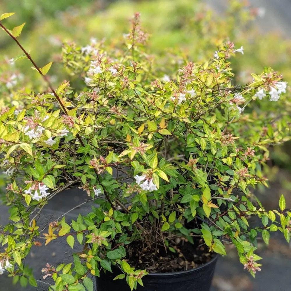Healthy Abelia Canyon Creek shrub from GoBuyPlants® with lush green foliage, ideal for garden landscaping and decorative hedges.