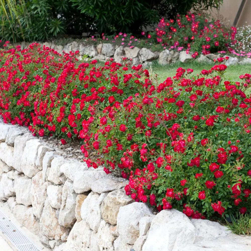 Rose Red Drift® bush or tree from GoBuyPlants®, showcasing vibrant red blooms and lush green foliage.