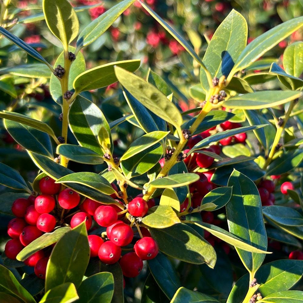 Lush Ilex Carissa bush with dense green foliage, ideal for landscaping or decorative garden planting.