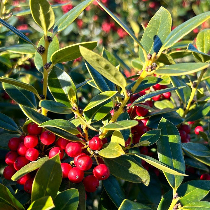 Lush Ilex Carissa bush with dense green foliage, ideal for landscaping or decorative garden planting.