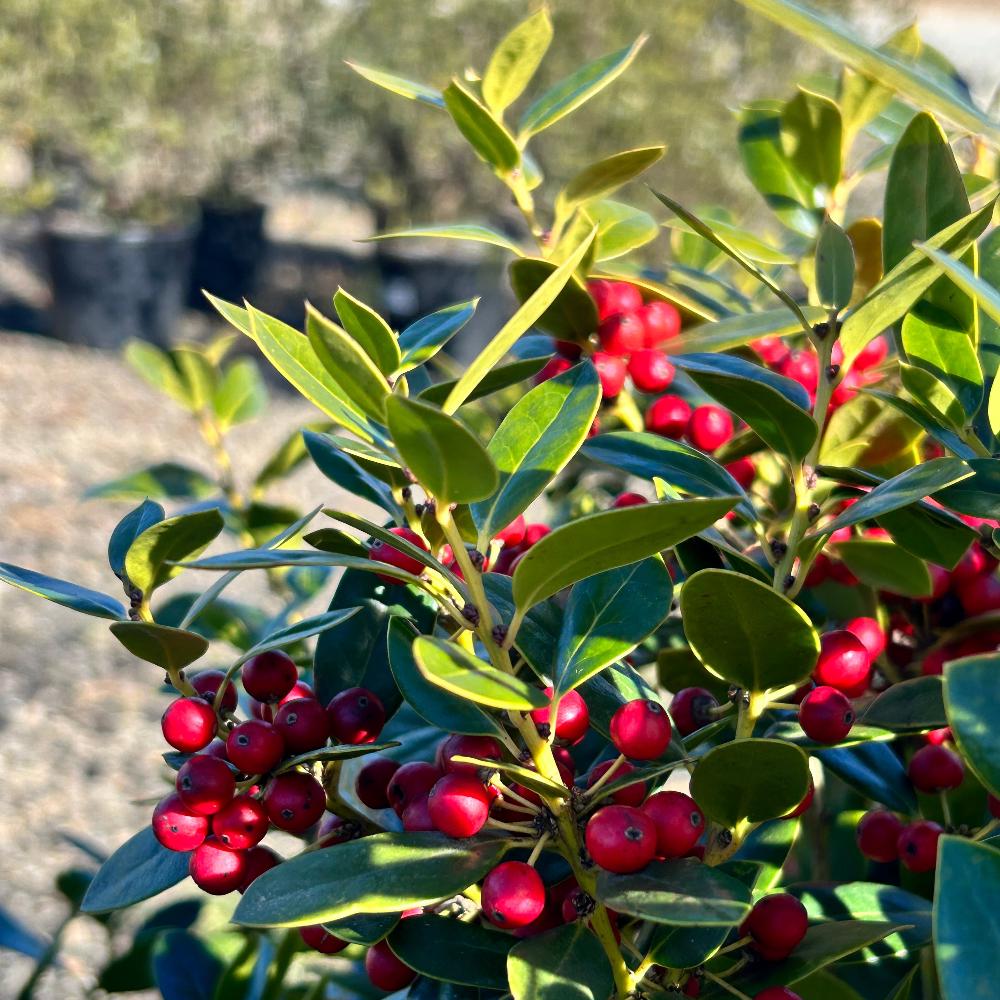 Green Ilex Carissa shrub from GoBuyPlants® with dense foliage, suitable for outdoor landscaping or garden decoration.