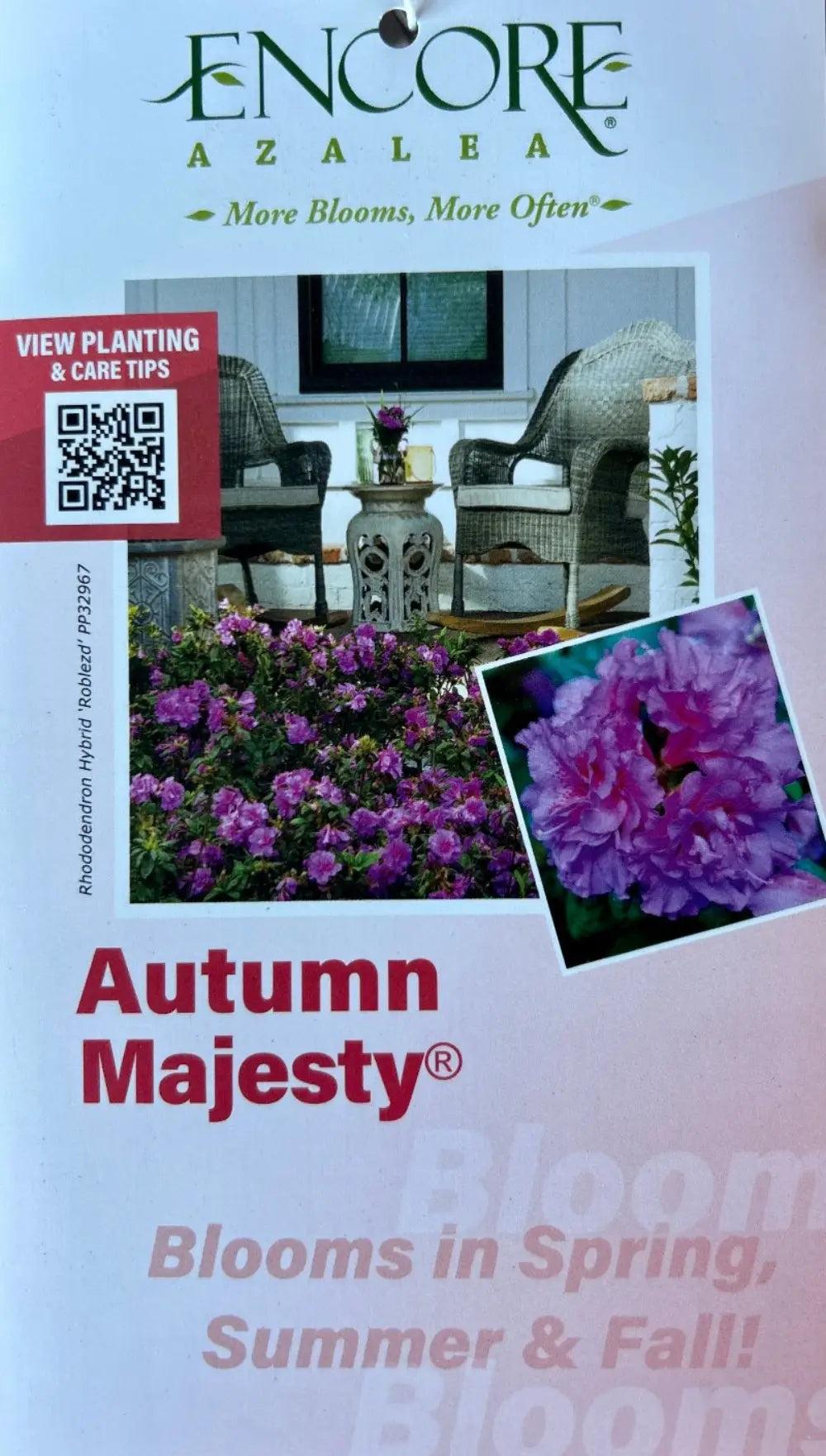 Azalea Encore Autumn Majesty bush with vibrant fall foliage, green leaves, and compact growth, from GoBuyPlants.