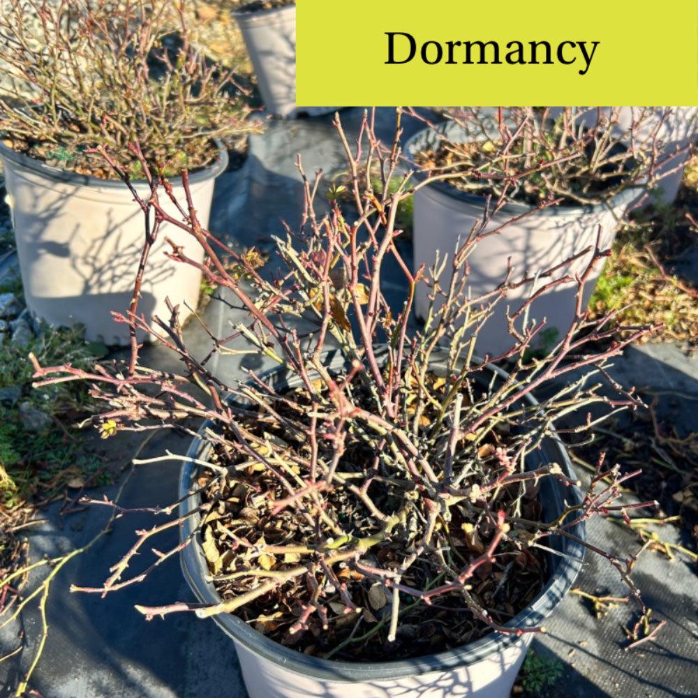 Apricot Drift® rose bush from GoBuyPlants® featuring vibrant apricot-colored blooms and lush green foliage.