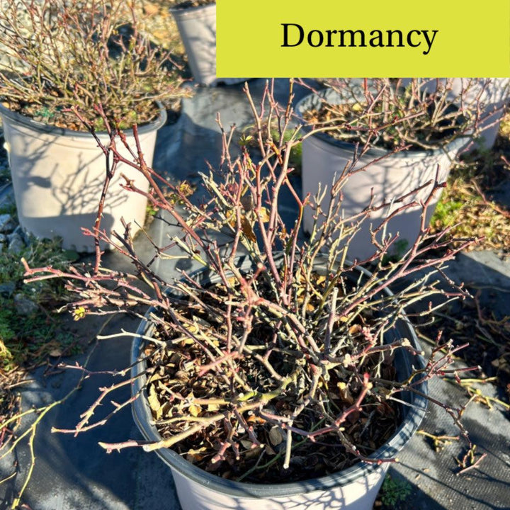 Apricot Drift® rose bush from GoBuyPlants® featuring vibrant apricot-colored blooms and lush green foliage.