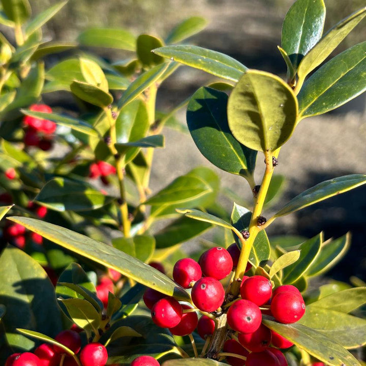 Green Ilex Carissa bush from GoBuyPlants® with dense foliage, ideal for landscaping and garden decoration.