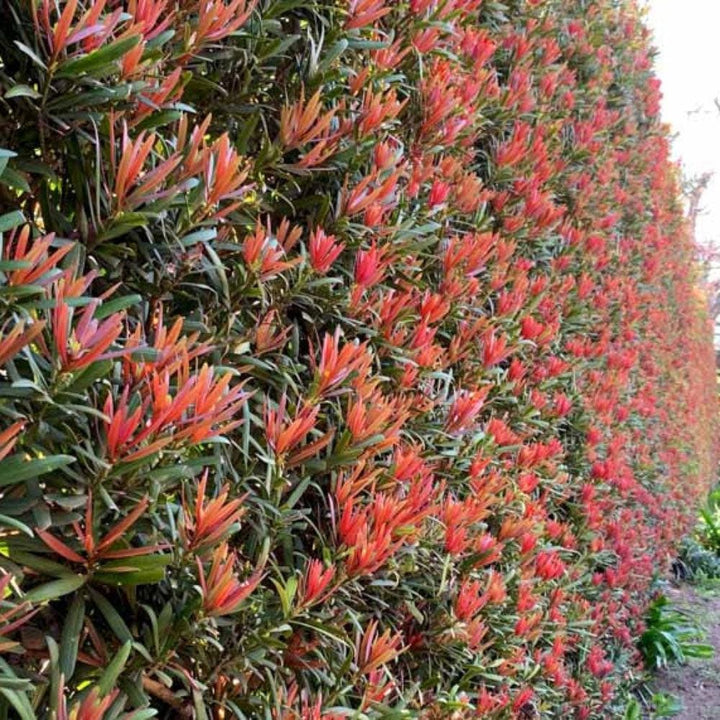 Podocarpus Mood Ring Bush, lush green shrub from GoBuyPlants®, showcasing dense foliage and vibrant leaf texture.