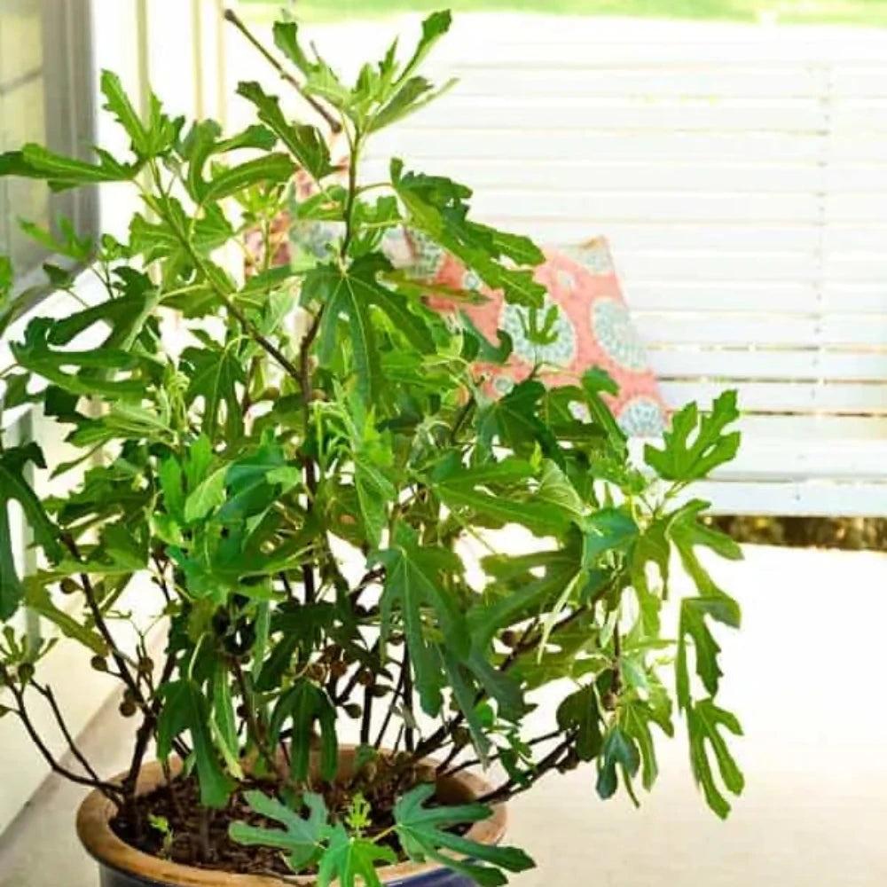 Ficus Little Miss Figgy bush, potted indoor tree from GoBuyPlants®, with lush green leaves and compact growth.