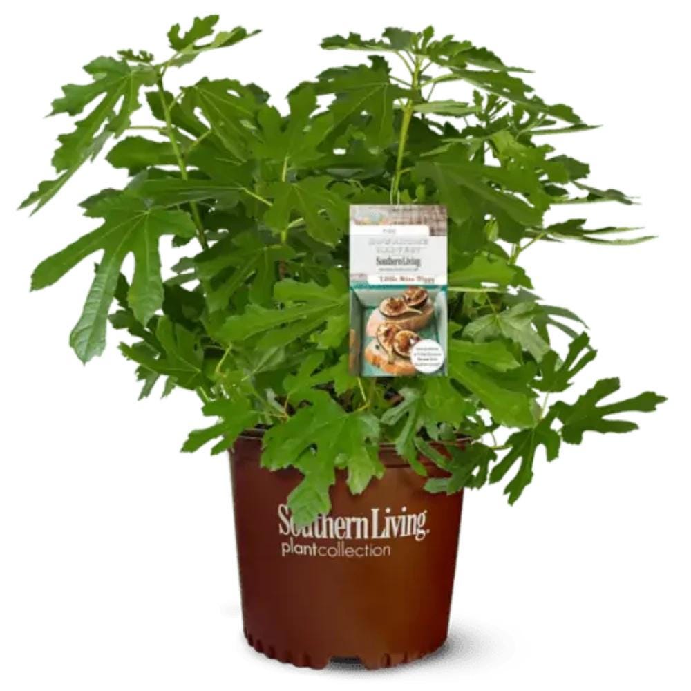 Ficus Little Miss Figgy bush with lush green leaves, potted plant from GoBuyPlants® suitable for indoor or outdoor decoration.