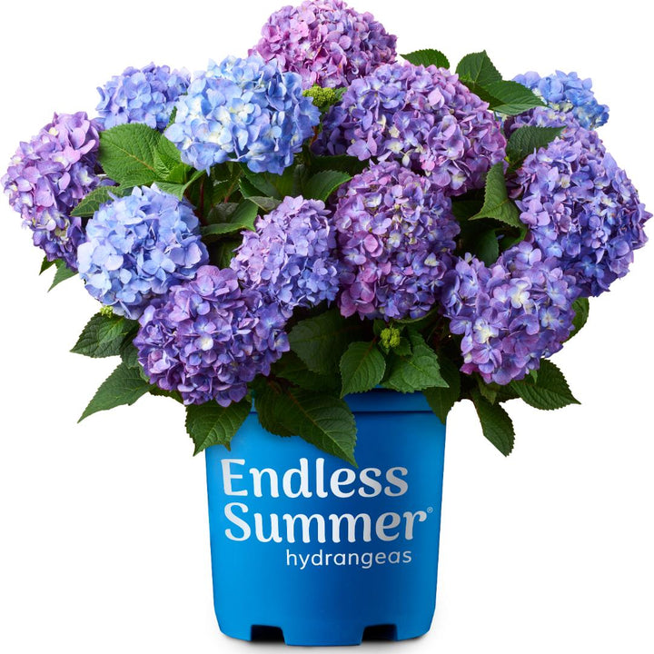 Hydrangea Bloomstruck® shrub with vibrant, multi-colored blooms, showcased outdoors in a garden setting.