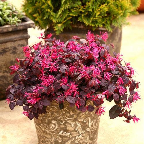 Loropetalum Jazz Hands® Pink bush with vibrant pink foliage and delicate flowers, from GoBuyPlants®, in full view.