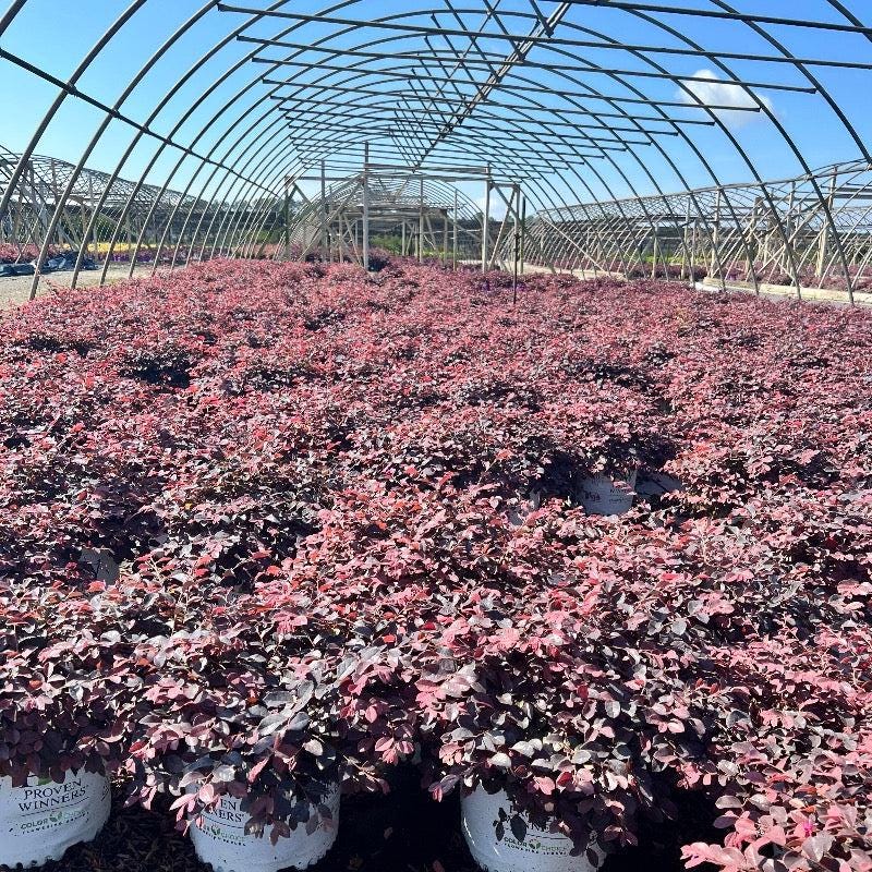 Loropetalum Jazz Hands® Pink bush with vibrant pink foliage, showcasing lush leaves and compact growth.