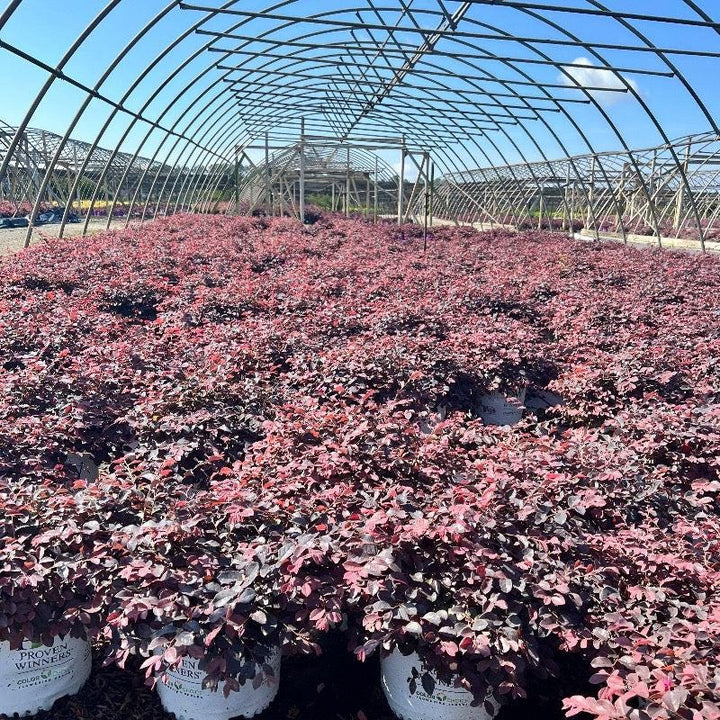 Loropetalum Jazz Hands® Pink bush with vibrant pink foliage, showcasing lush leaves and compact growth.