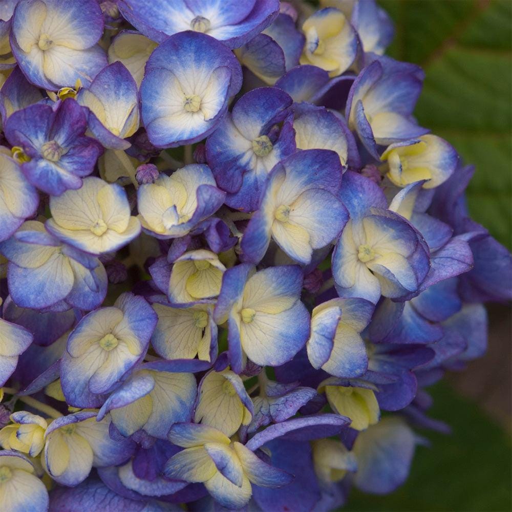 Hydrangea m. Bloomstruck® shrub with vibrant, large flower clusters and lush green foliage, blooming in a garden setting.
