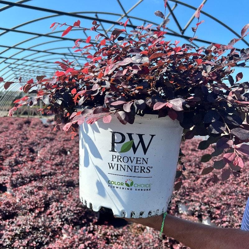 Loropetalum Jazz Hands® Pink bush with vibrant pink foliage, showcasing dense, ornamental shrubbery for garden landscaping.