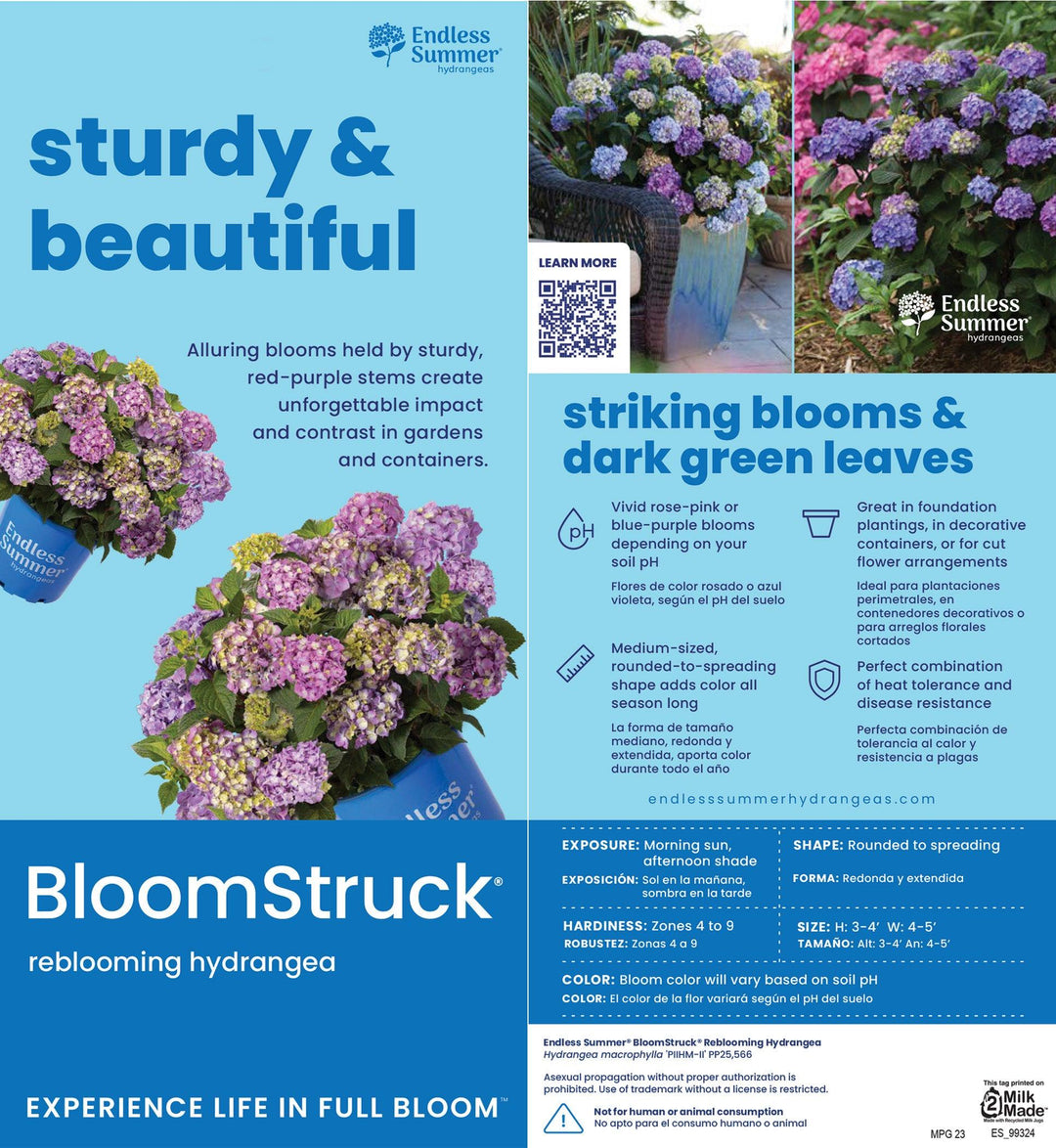 Hydrangea Bloomstruck® bush with vibrant pink and purple flowers, lush green foliage, and full bloom, by GoBuyPlants®.
