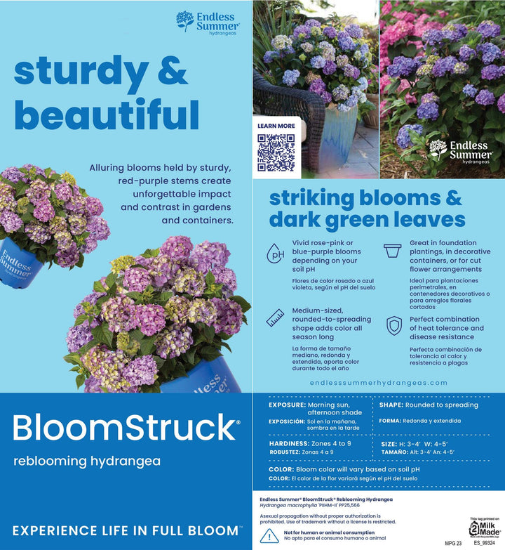 Hydrangea Bloomstruck® bush with vibrant pink and purple flowers, lush green foliage, and full bloom, by GoBuyPlants®.