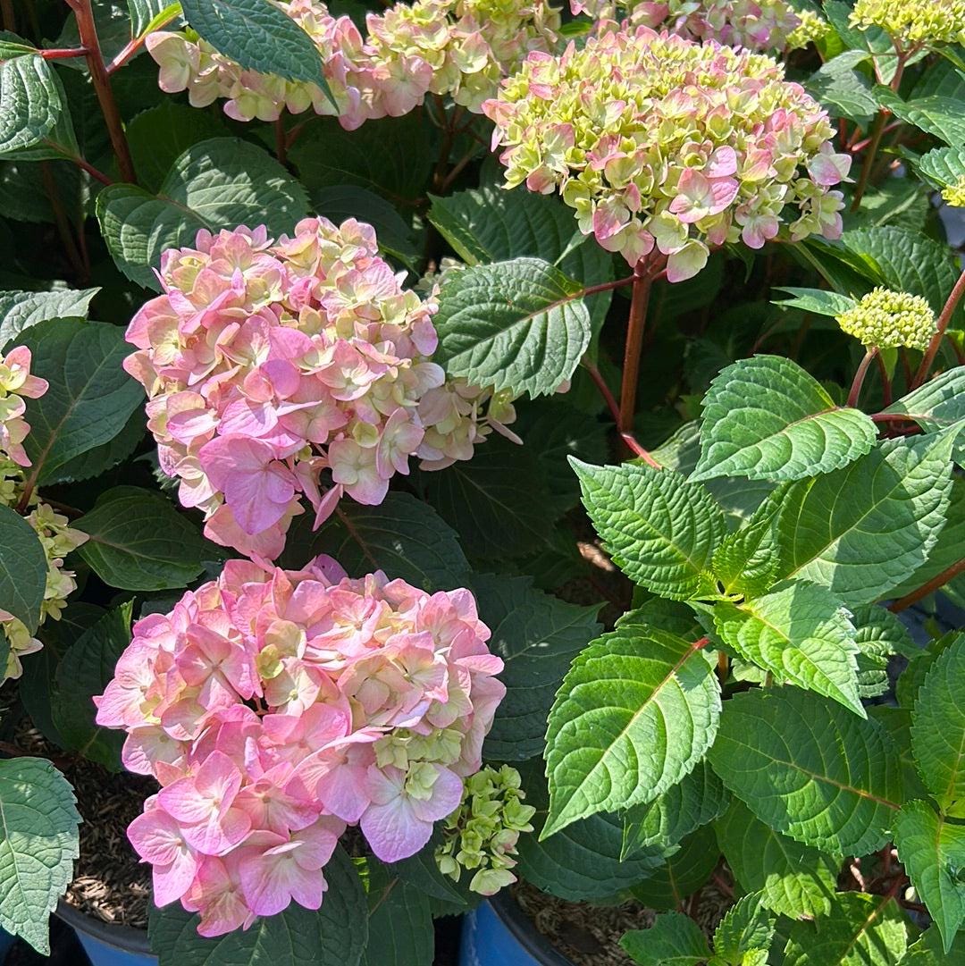 Hydrangea m. Bloomstruck® bush with vibrant, large flower clusters and lush green foliage, perfect for garden landscaping.