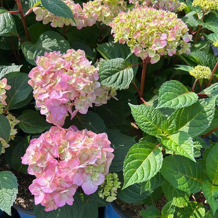 Hydrangea m. Bloomstruck® bush with vibrant, large flower clusters and lush green foliage, perfect for garden landscaping.