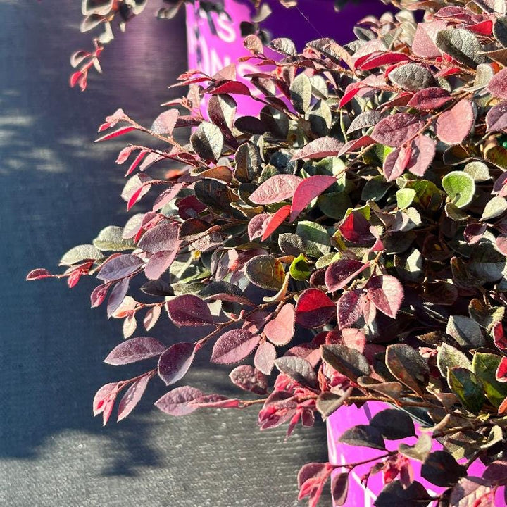 Crimson Fire Loropetalum bush with deep red foliage and delicate flowers, vibrant evergreen shrub by GoBuyPlants®.
