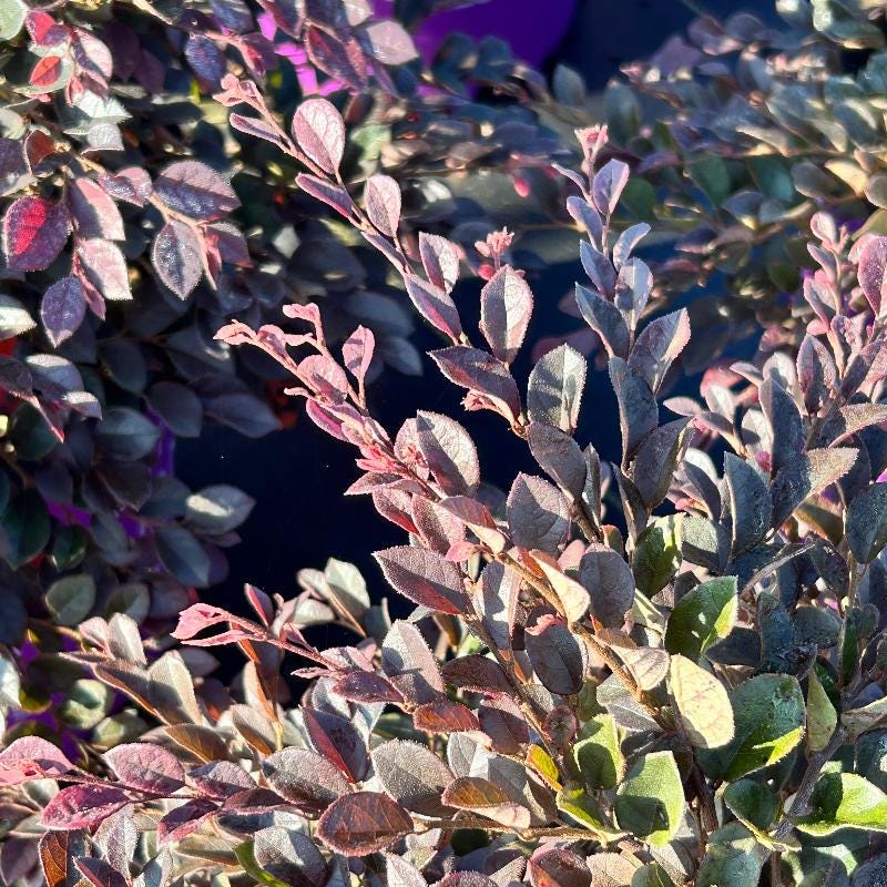 Loropetalum Crimson Fire™ bush with deep red foliage and delicate pink flowers, vibrant ornamental plant in a garden setting