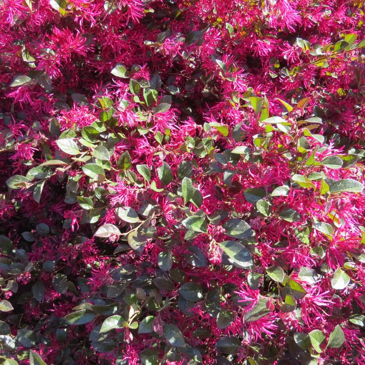 Crimson Fire Loropetalum bush featuring deep red foliage and vibrant clusters of pink flowers, in a garden setting.