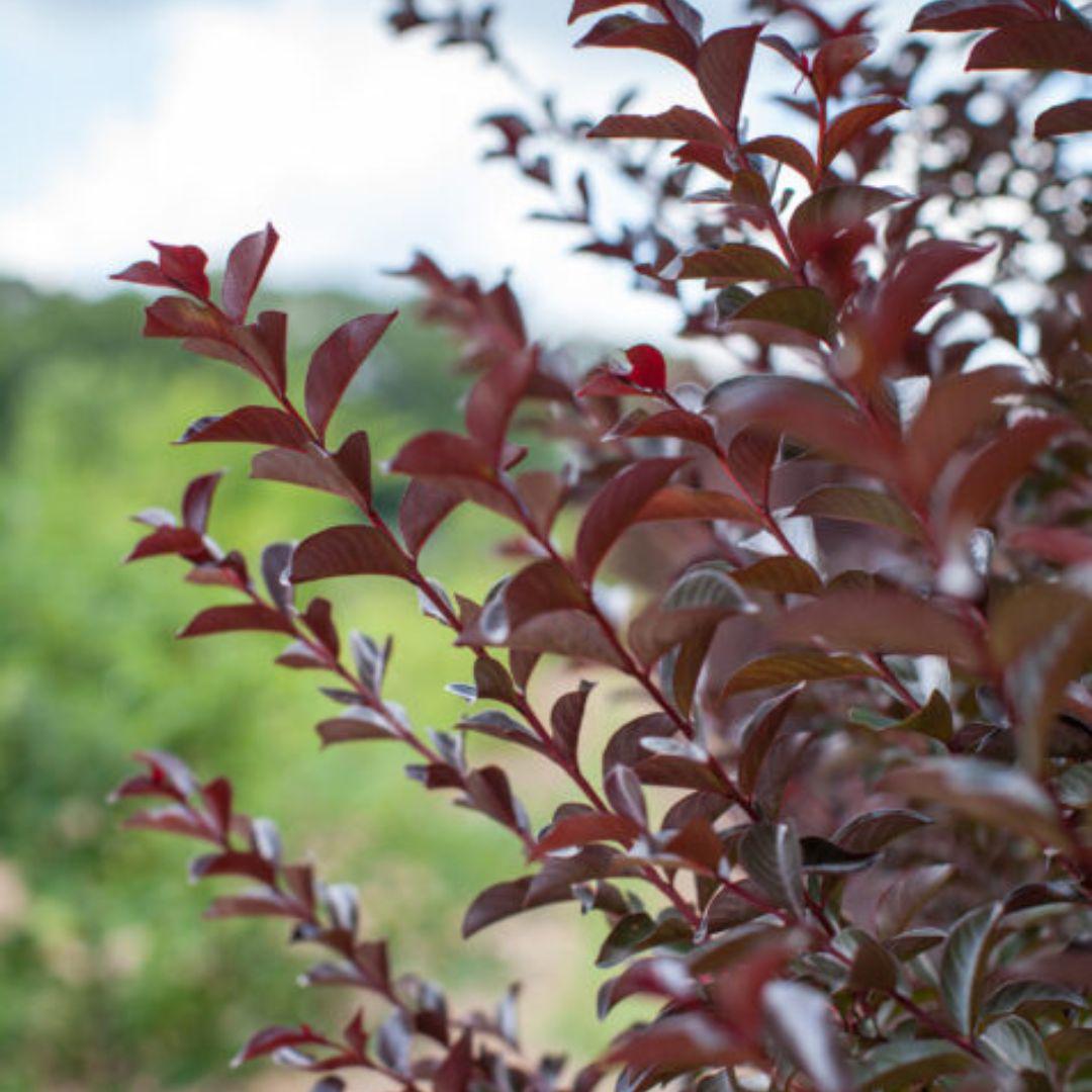 Red Crape Myrtle Ruffled Red Magic™ bush showing vibrant ruffled flowers and lush green foliage.