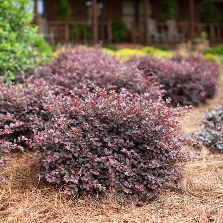 Loropetalum Crimson Fire™ bush with deep crimson foliage and delicate pink flowers, vibrant evergreen shrub for gardens.
