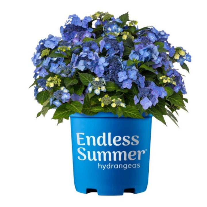Hydrangea Endless Summer® Pop Star® bush with vibrant white and pink blooms, lush green foliage, and healthy growth.