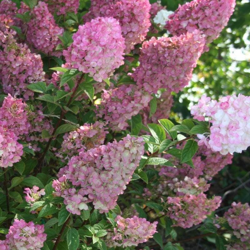 Hydrangea p. Strawberry Sundae® bush with lush green leaves and vibrant pink and white flower clusters, popular in gardens.