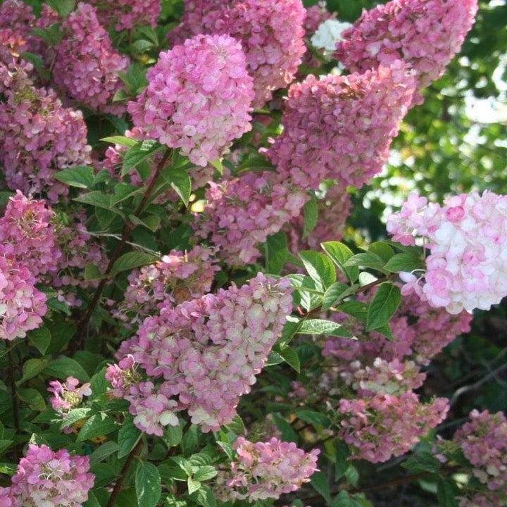 Hydrangea p. Strawberry Sundae® bush with lush green leaves and vibrant pink and white flower clusters, popular in gardens.