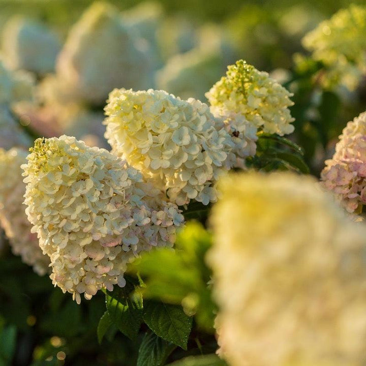 Hydrangea p. Strawberry Sundae® bush with vibrant pink and white blossoms, flowering plant from GoBuyPlants® in a garden setting.