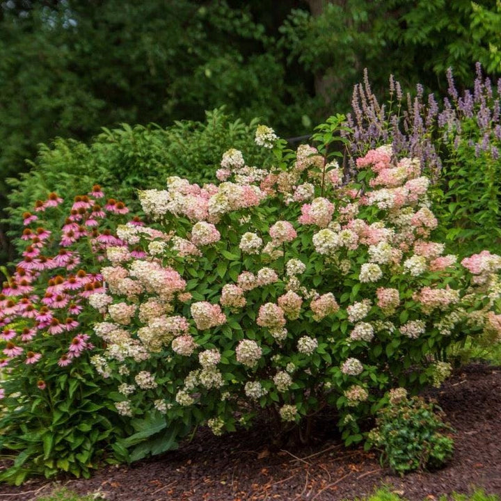 Hydrangea p. Strawberry Sundae® bush with vibrant pink and white flowers, lush green foliage, and healthy growth in a garden setting