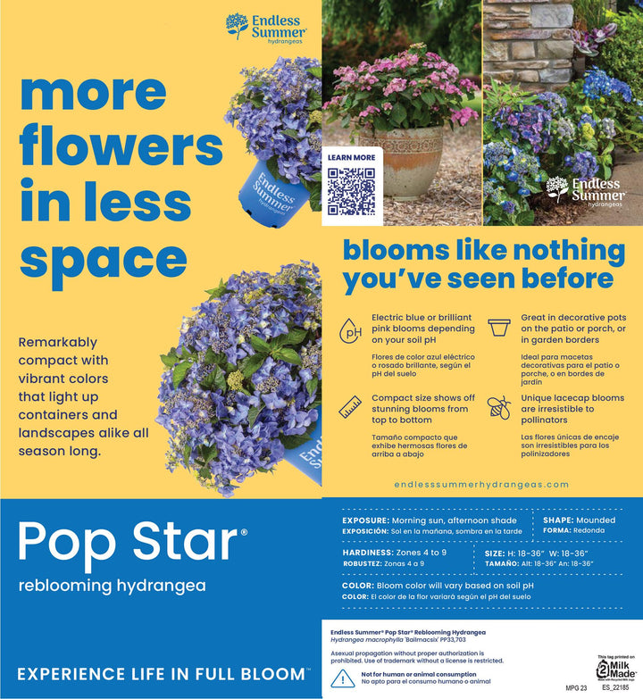 Hydrangea Endless Summer® Pop Star® bush showcasing vibrant, lush white and pink flowers on a healthy shrub.