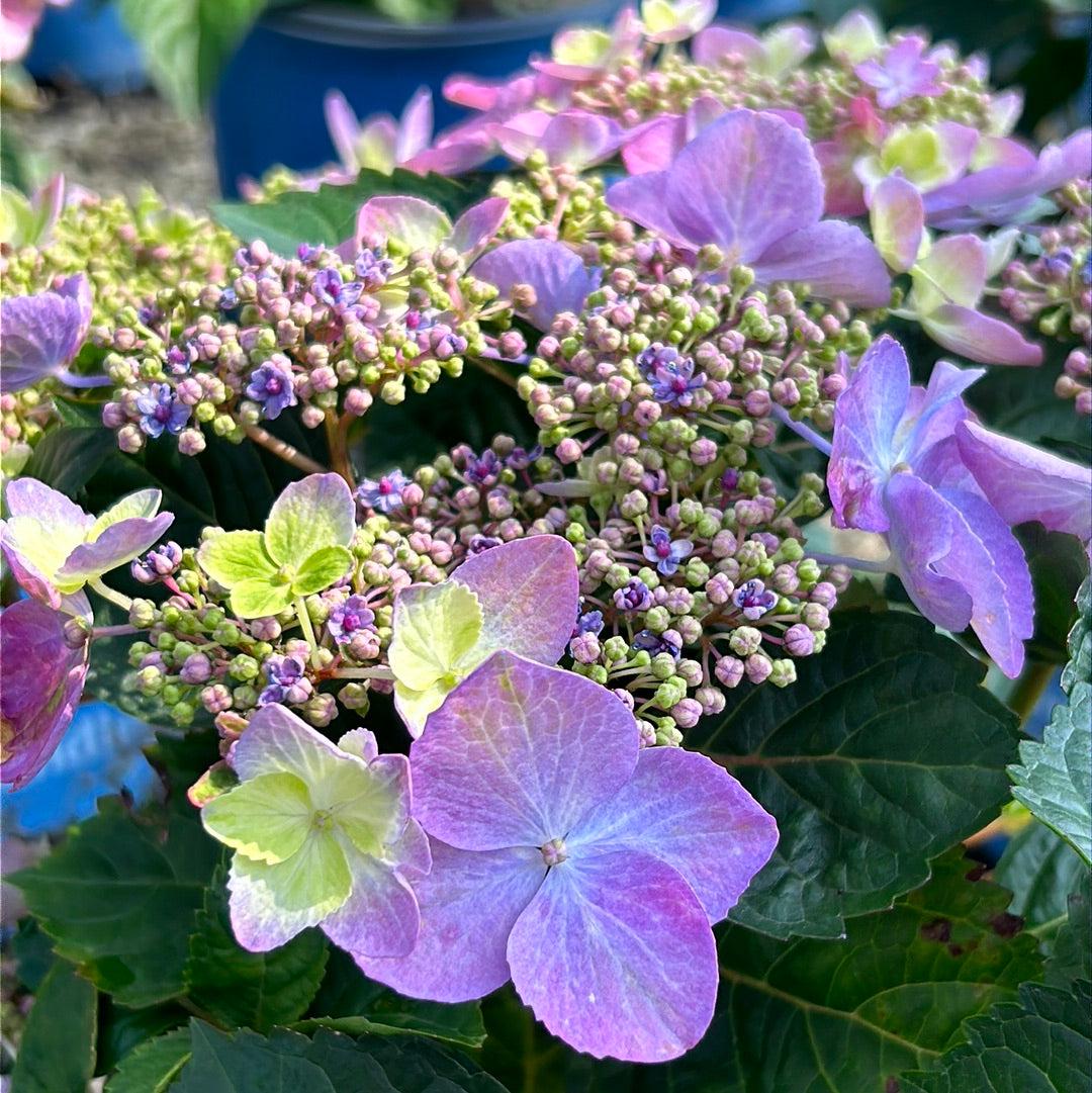 Endless Summer® Pop Star® hydrangea bush with vibrant white and pink blooms, lush green foliage, grown by GoBuyPlants®.