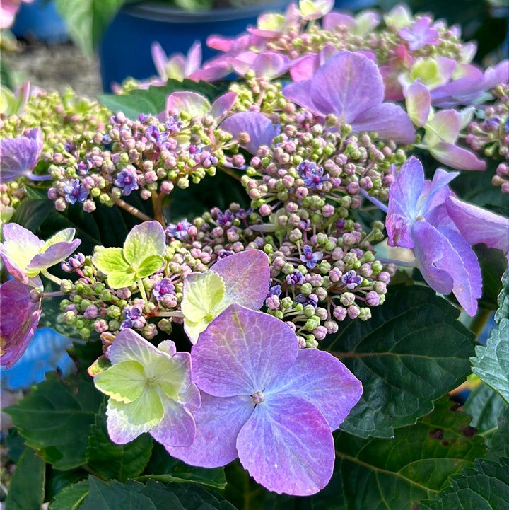 Endless Summer® Pop Star® hydrangea bush with vibrant white and pink blooms, lush green foliage, grown by GoBuyPlants®.