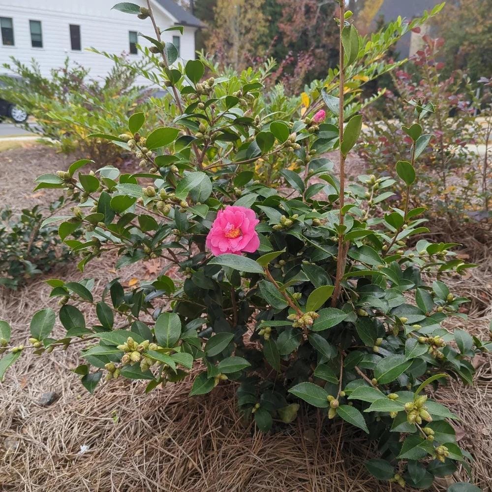 Camellia Winter&